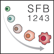 sfb1243
